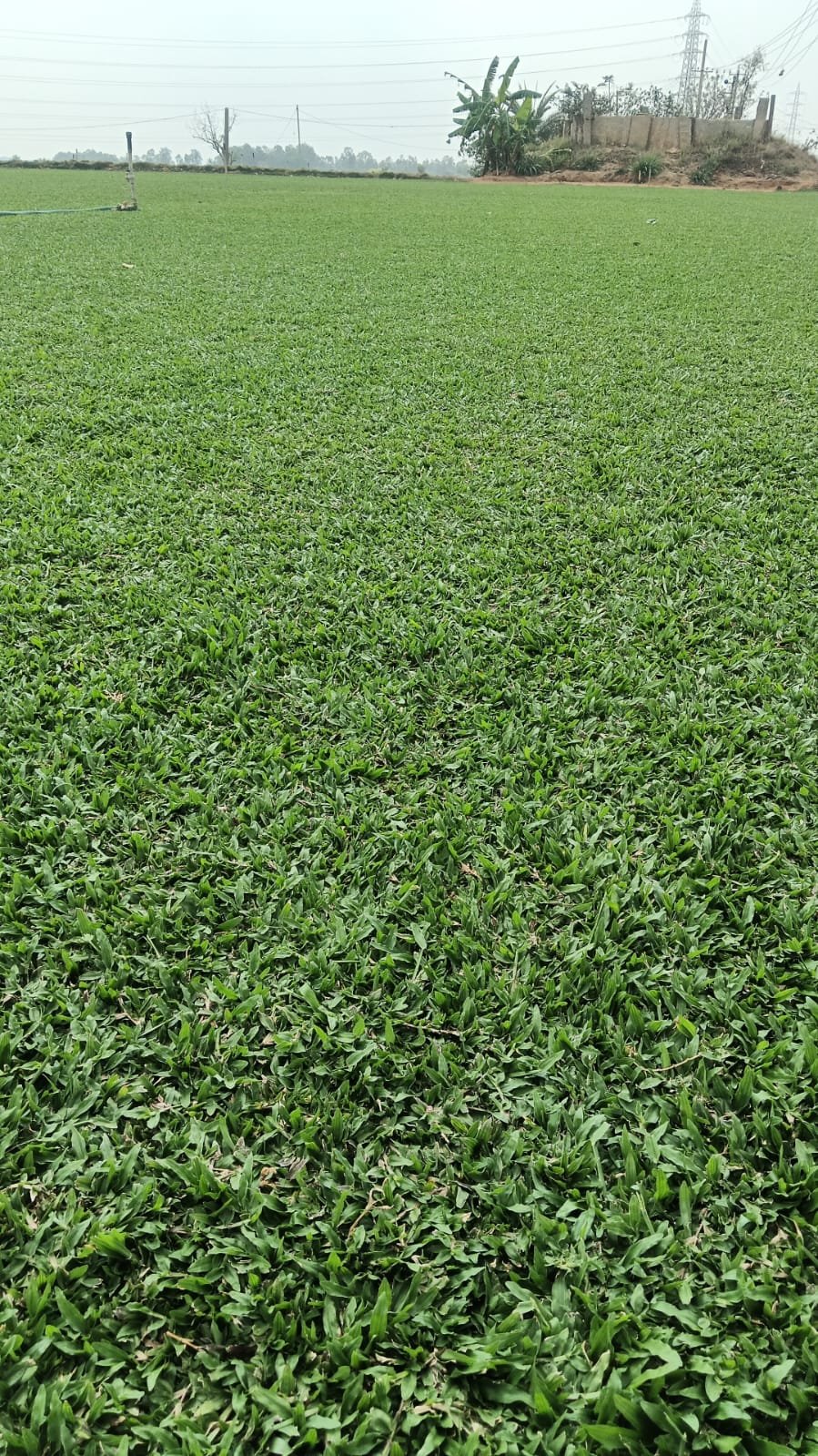 Natural green grass covering an outdoor lawn