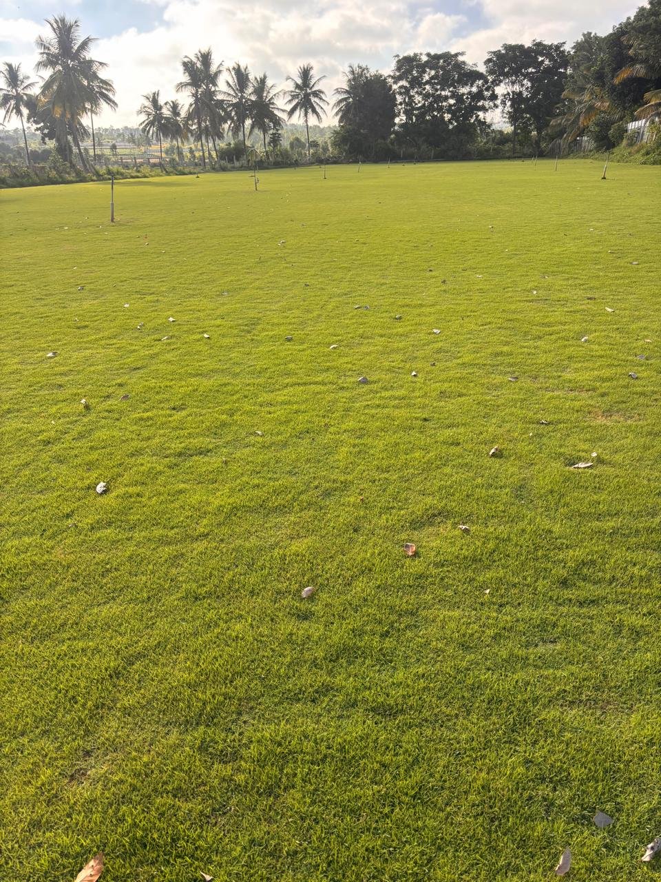 Mexican grass sod rolls for lawn installation
