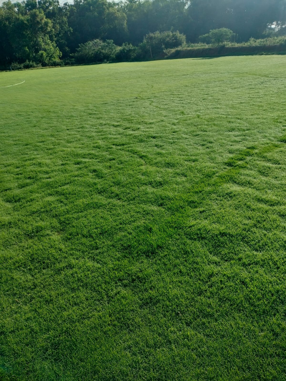 Natural Bermuda grass with dense green blades